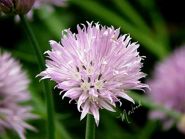 Chive-blossom